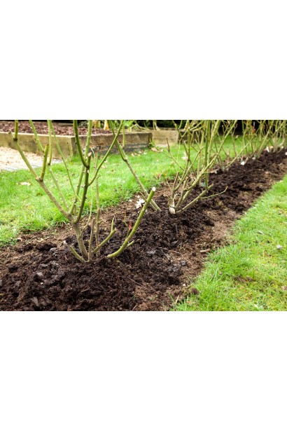 Рядова посадка троянди Констанс 